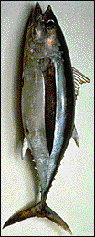tuna